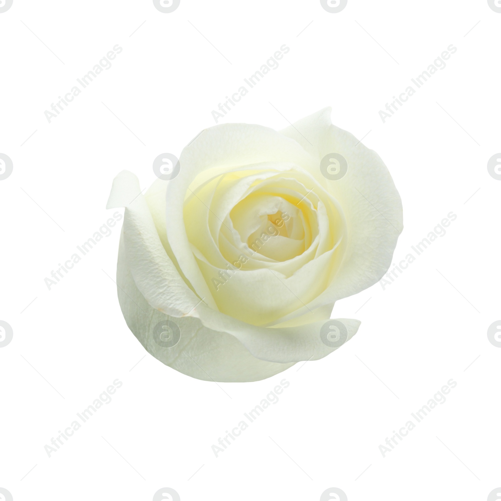 Photo of Beautiful fresh rose on white background. Perfect gift