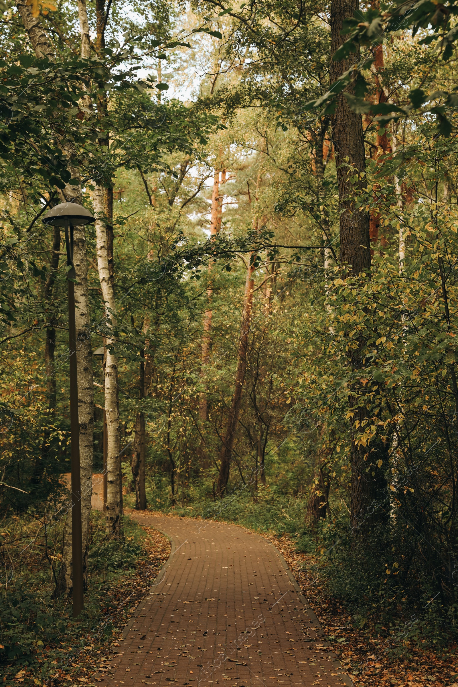 Photo of Many beautiful trees and pathway in park