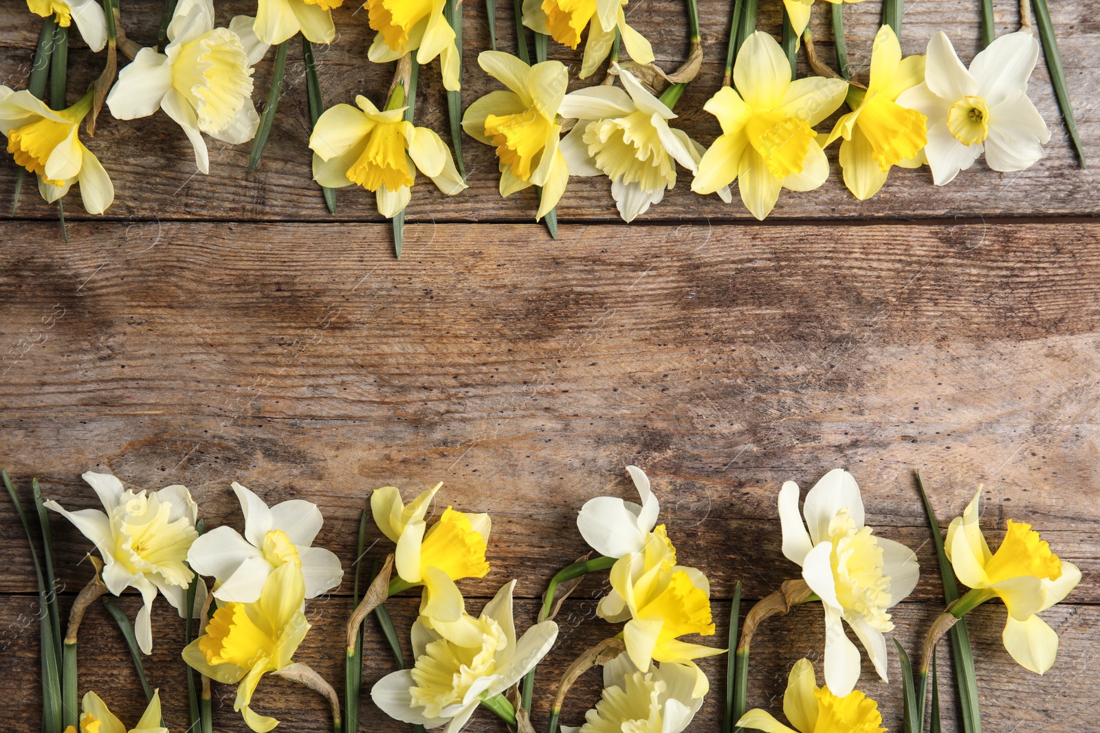 Photo of Flat lay composition with daffodils and space for text on wooden background. Fresh spring flowers