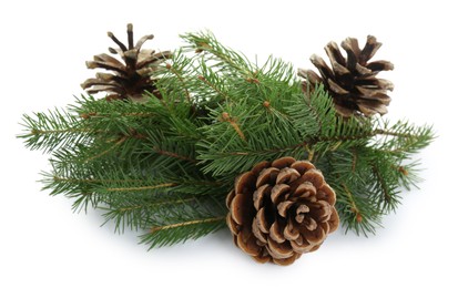 Photo of Beautiful fir branches with dry cones on white background