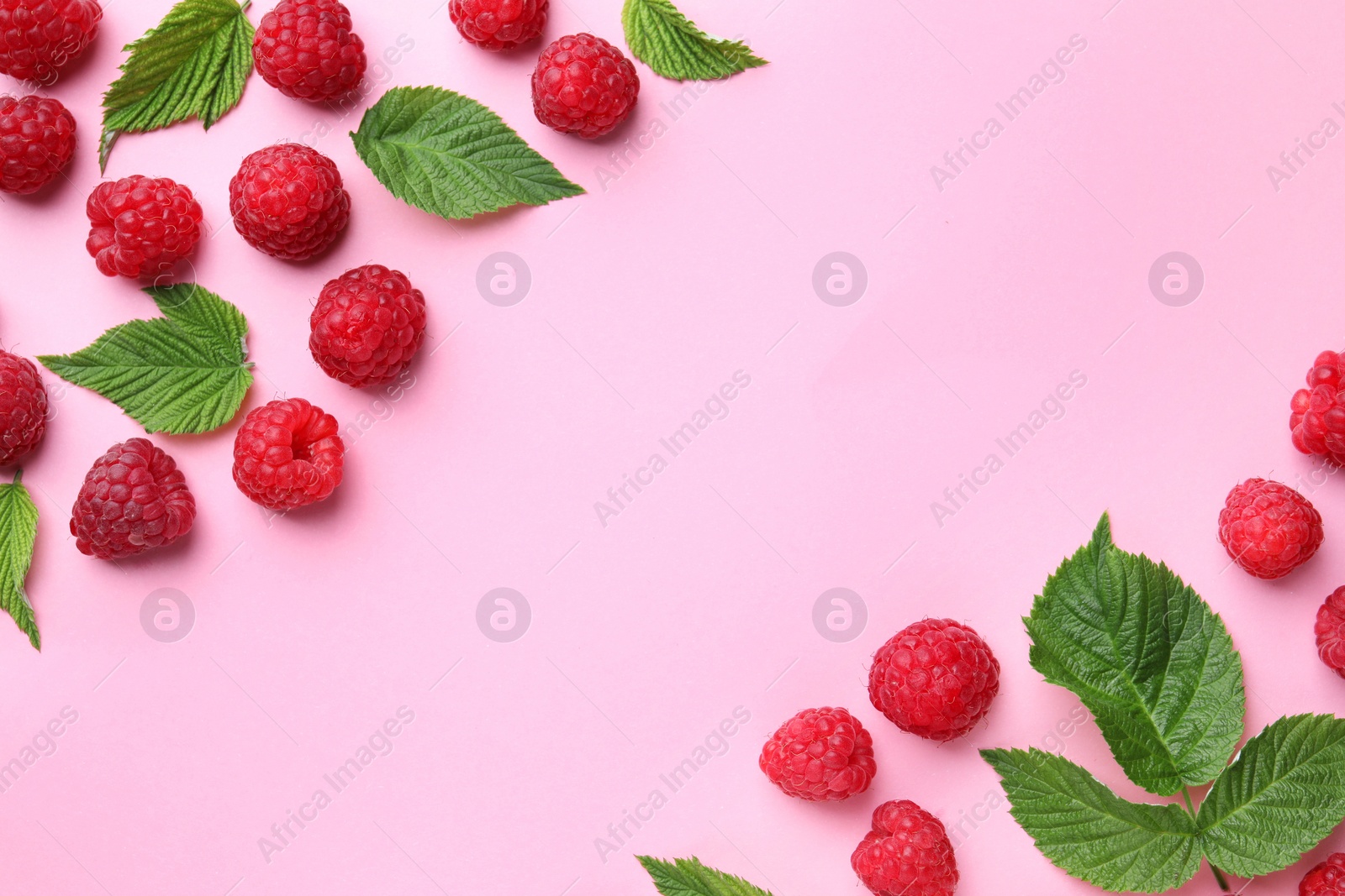 Photo of Tasty ripe raspberries and green leaves on pink background, flat lay. Space for text