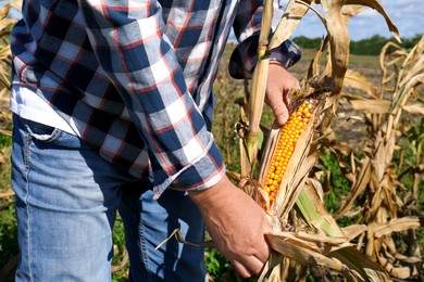 Man picking delicious ripe corn in field, closeup