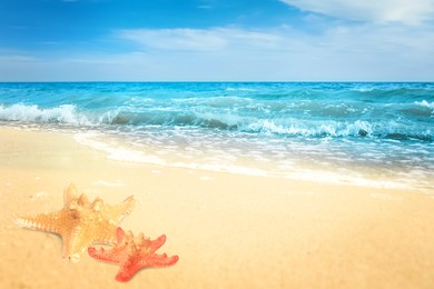 Image of Beautiful starfishes on sandy beach near sea