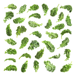 Set of fresh green kale leaves on white background