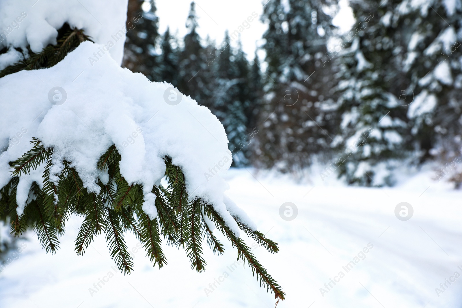 Photo of Fir branches covered with snow in forest, closeup. Space for text