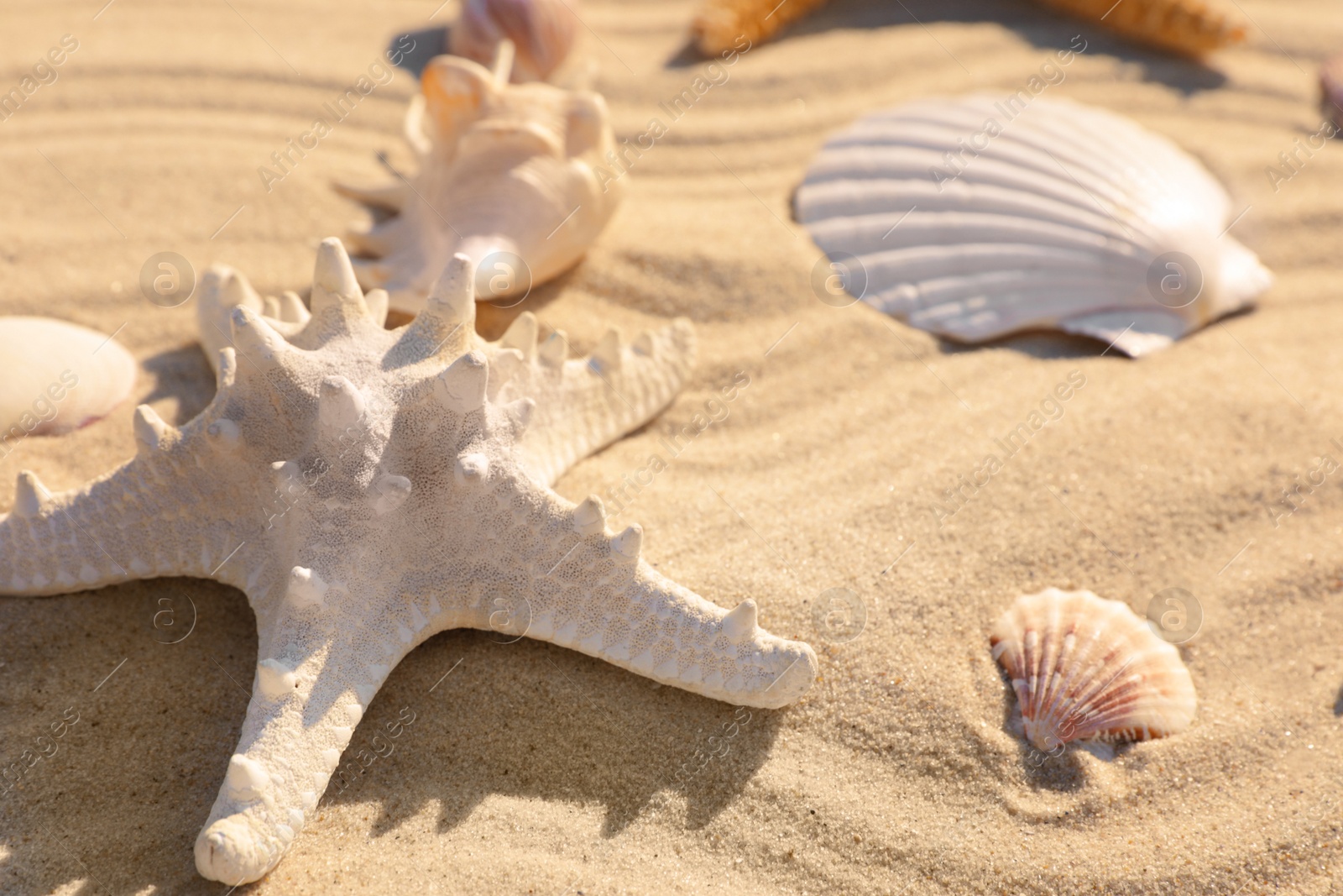 Photo of Beautiful seashells and starfish on beach sand