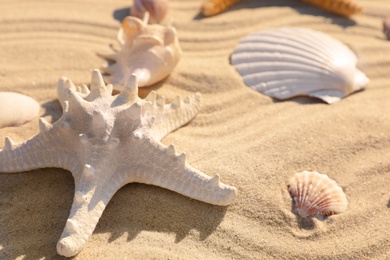 Photo of Beautiful seashells and starfish on beach sand