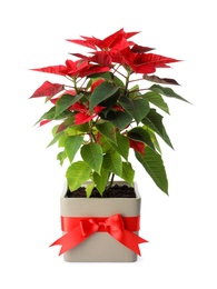 Photo of Beautiful poinsettia (traditional Christmas flower) in pot on white background