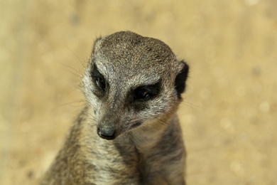 Photo of Closeup view of cute meerkat at zoo