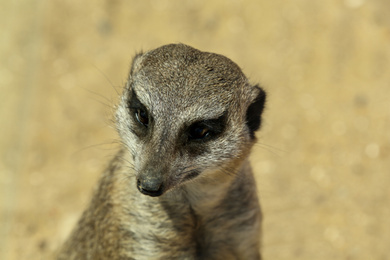 Closeup view of cute meerkat at zoo