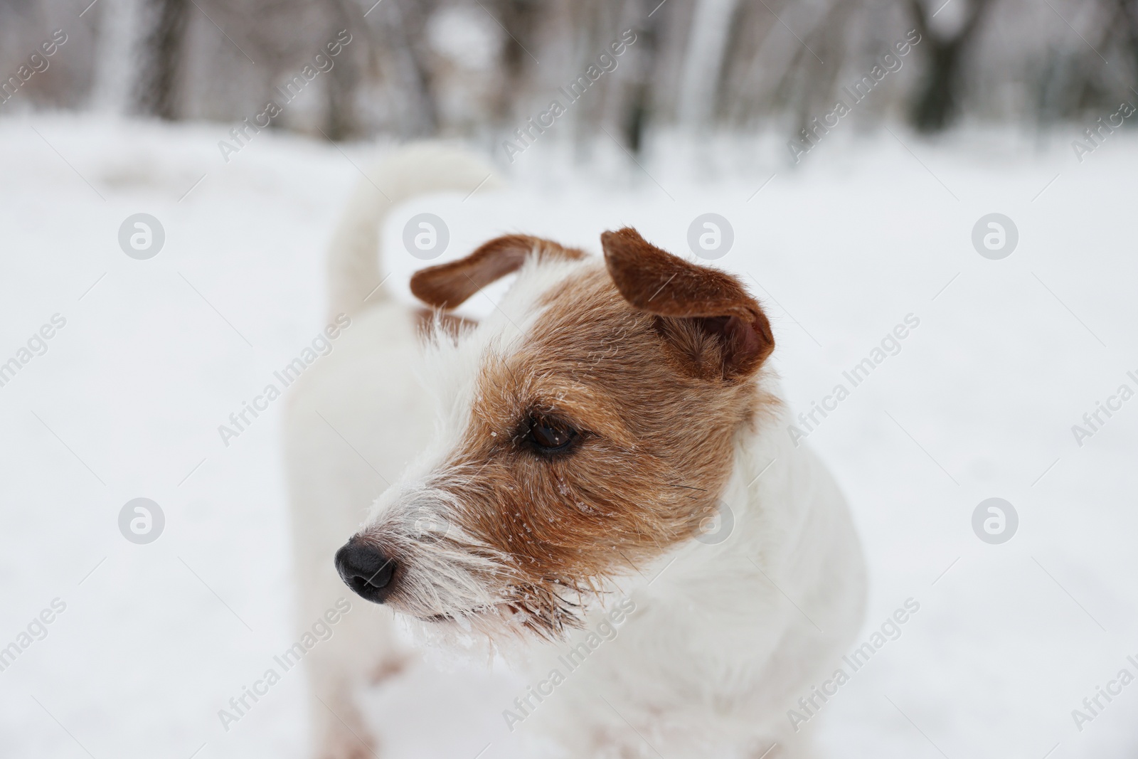 Photo of Cute Jack Russell Terrier on snow outdoors, closeup. Winter season