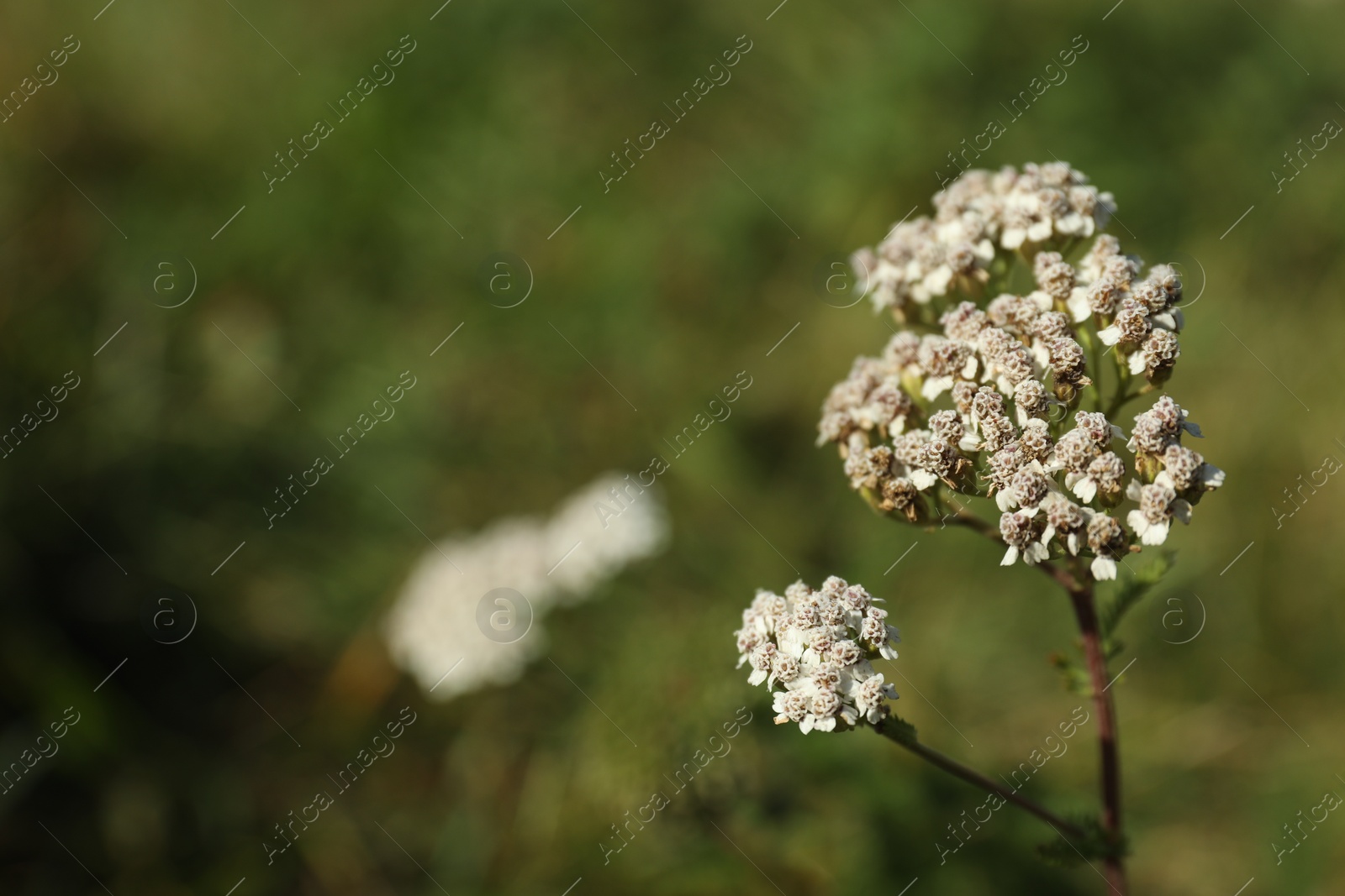 Photo of Beautiful white flower growing outdoors, closeup. Space for text