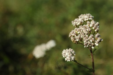 Beautiful white flower growing outdoors, closeup. Space for text