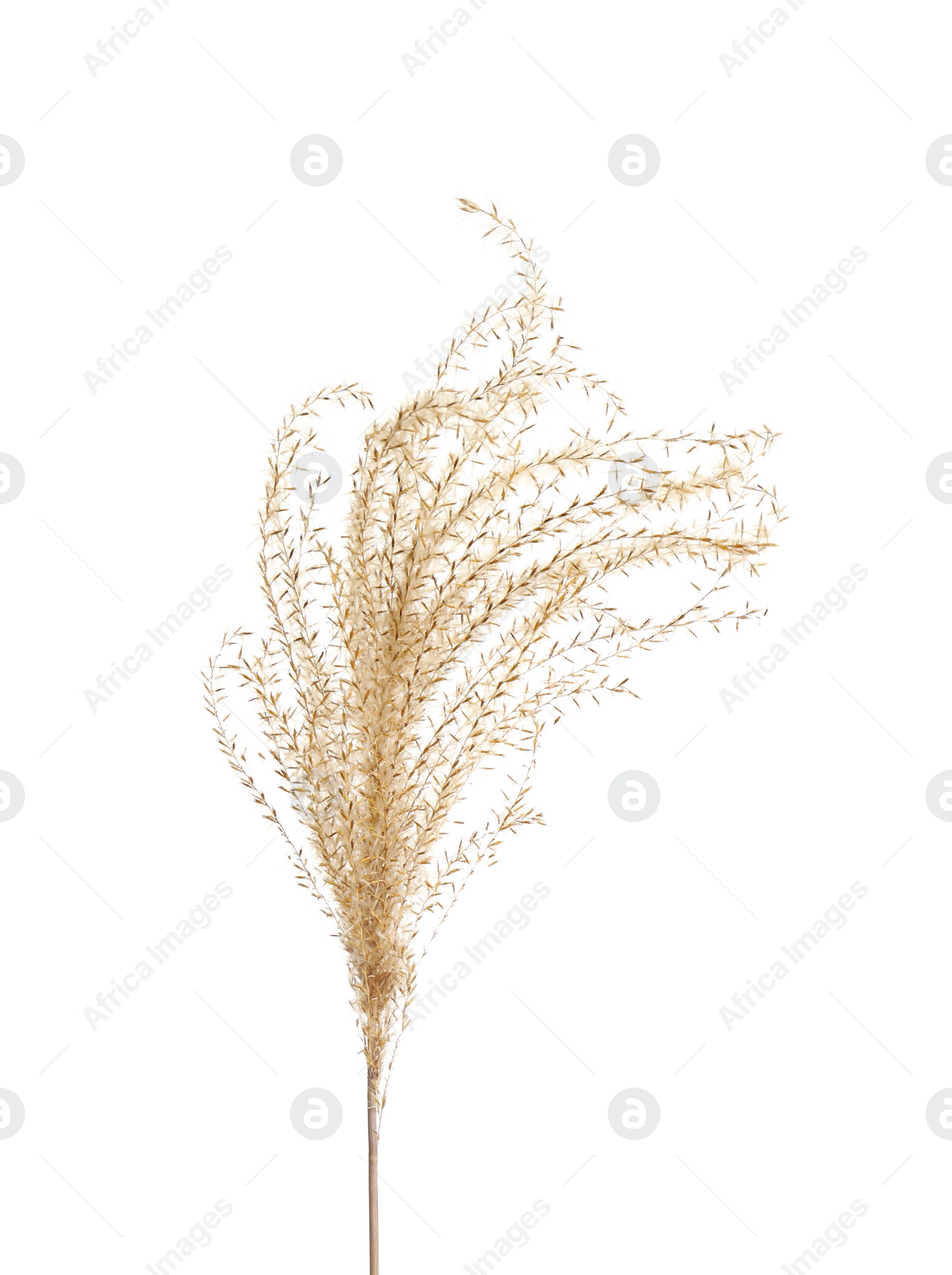 Photo of Beautiful tender dried flower on white background.