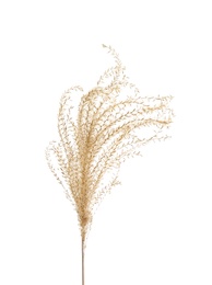 Beautiful tender dried flower on white background.