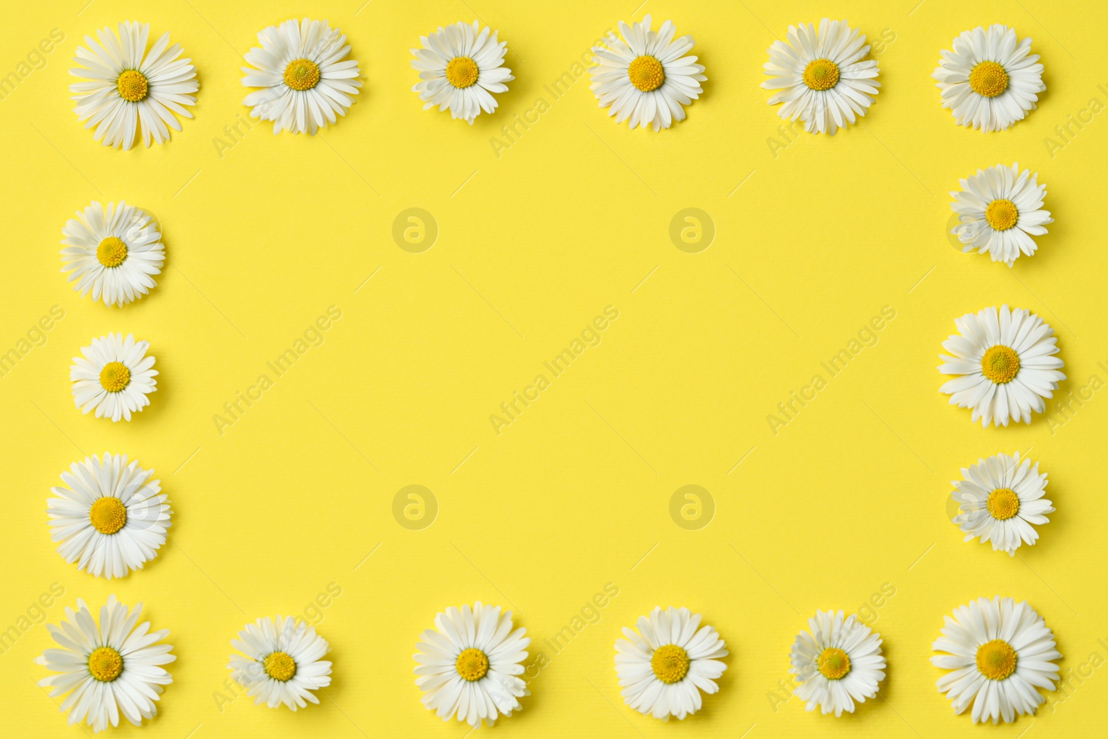 Photo of Frame of daisy flowers on yellow background, flat lay. Space for text