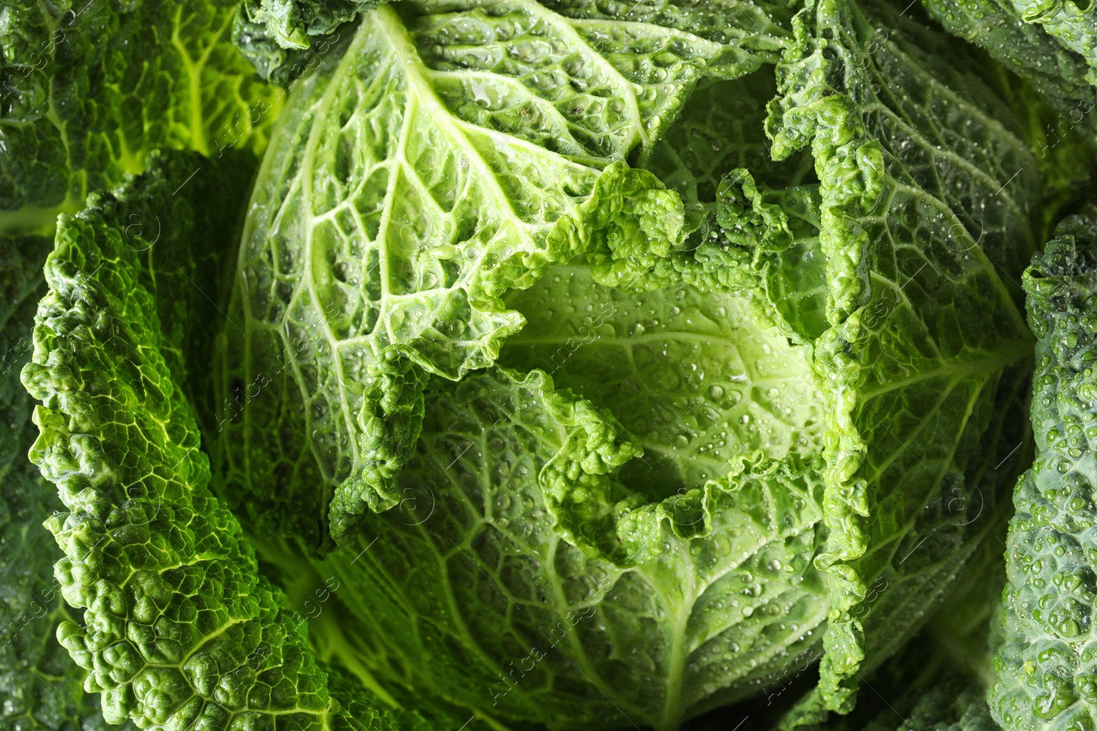 Photo of Fresh green savoy cabbage as background, closeup