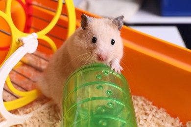 Photo of Cute little hamster in tray, closeup view