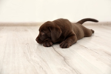 Photo of Chocolate Labrador Retriever puppy on floor indoors