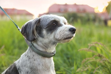 Photo of Cute dog with leash on green grass outdoors, closeup
