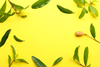 Photo of Pomegranate branches with green leaves and bud on yellow background, flat lay. Space for text