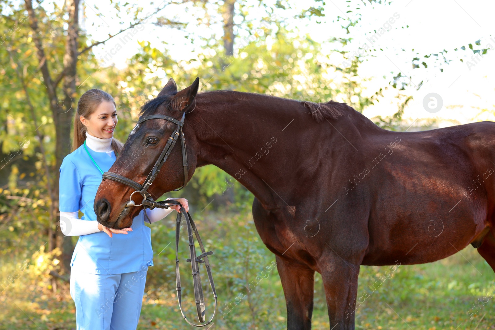 Photo of Veterinarian in uniform with beautiful brown horse outdoors