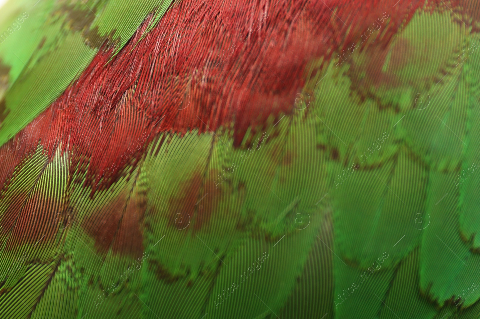 Photo of Beautiful Alexandrine parakeet on blurred background, closeup