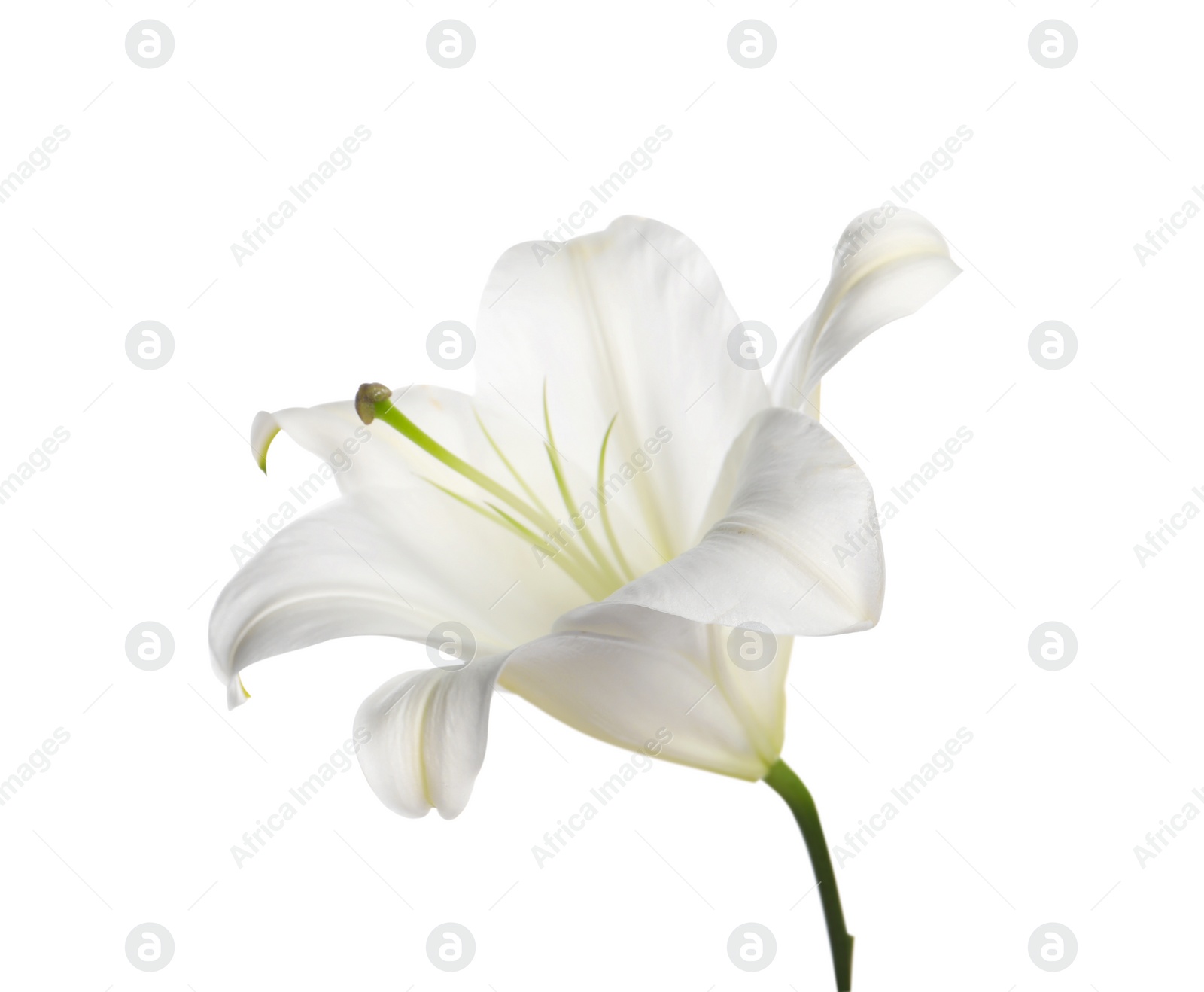 Photo of Beautiful fresh lily flower isolated on white