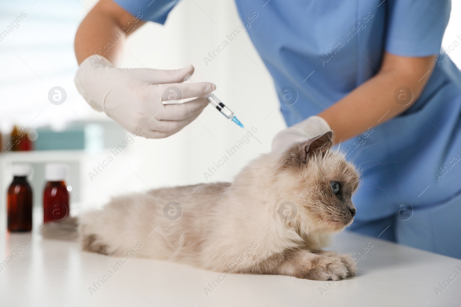 Photo of Professional veterinarian vaccinating cat in clinic, closeup