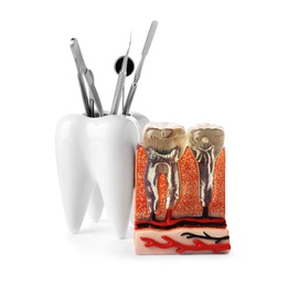 Educational model of jaw section with teeth and professional tools in holder on white background