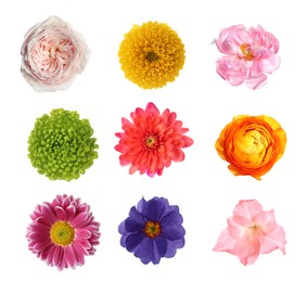 Image of Set of different beautiful flowers on white background