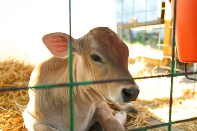 Photo of Pretty little calf behind fence on farm. Animal husbandry