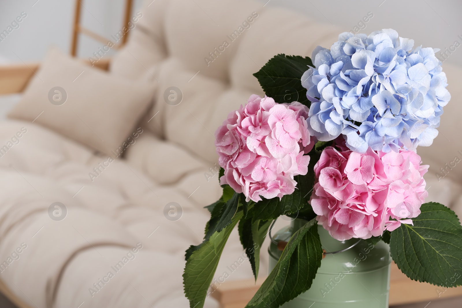 Photo of Beautiful hortensia flowers in can indoors. Space for text