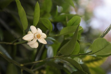 Photo of Beautiful grapefruit flower blooming on tree branch outdoors