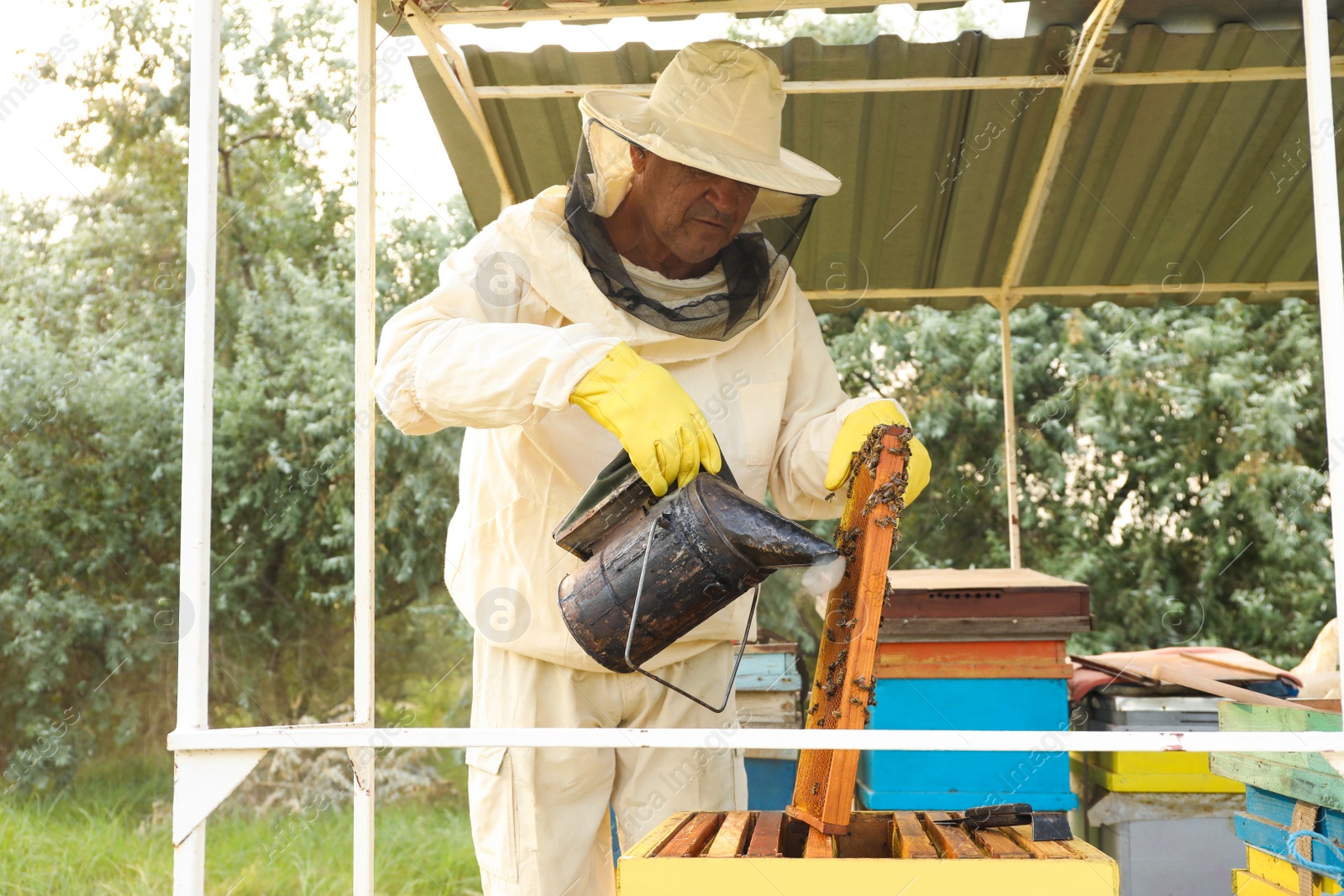 Photo of Beekeeper calming bees on honey frame with smokepot at apiary