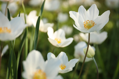 Photo of Beautiful blossoming Japanese anemone flowers outdoors on spring day