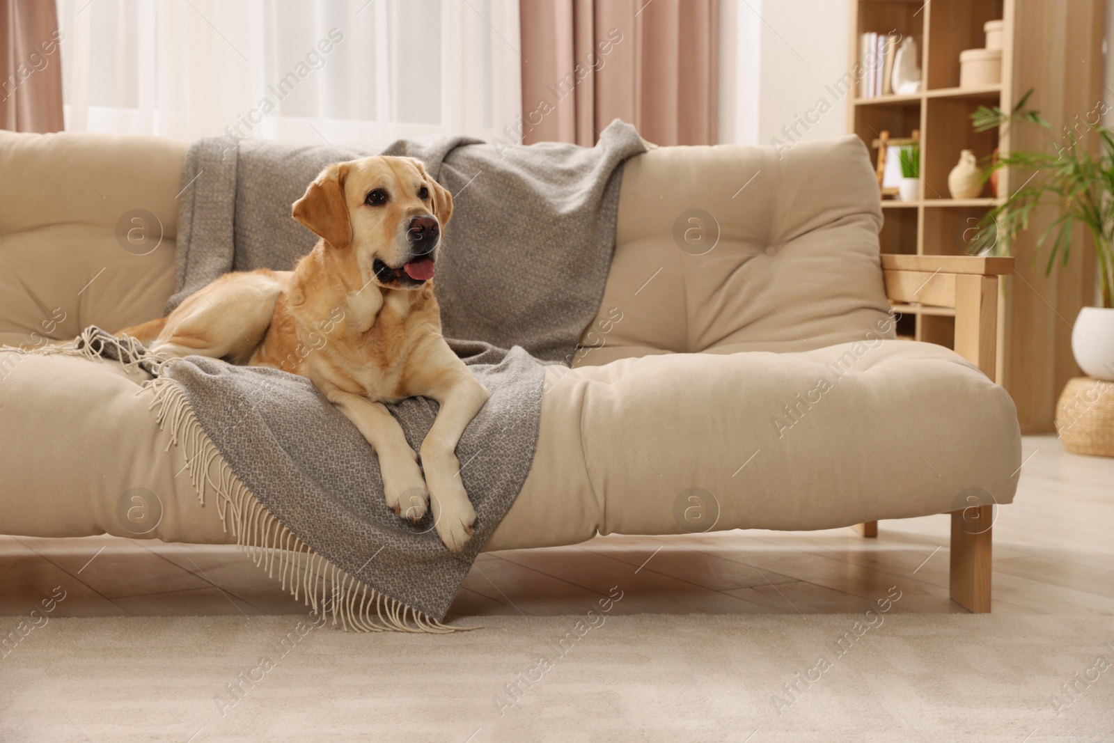 Photo of Modern living room interior. Cute Golden Labrador Retriever on couch