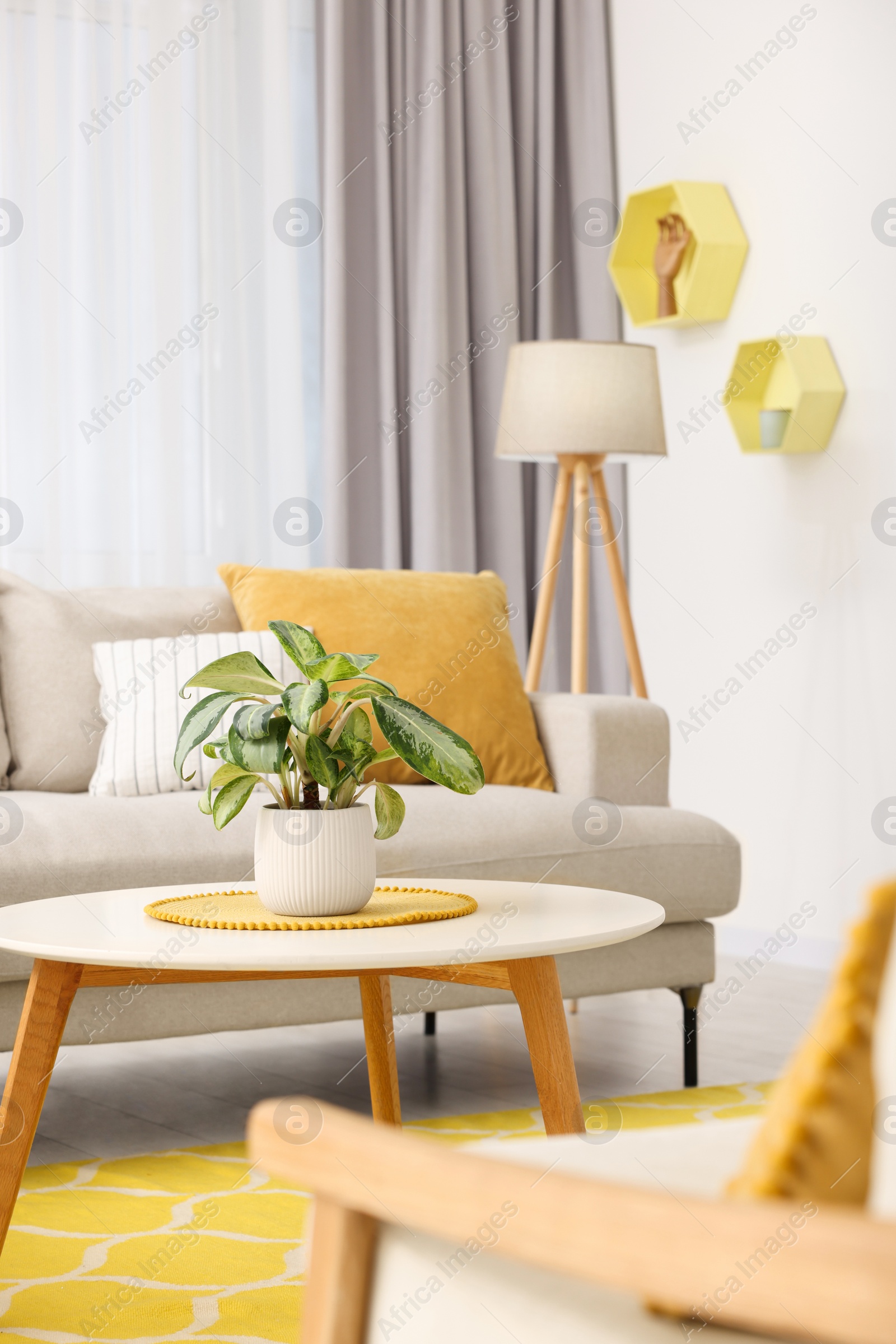 Photo of Spring atmosphere. Cosy furniture and potted plant in stylish room