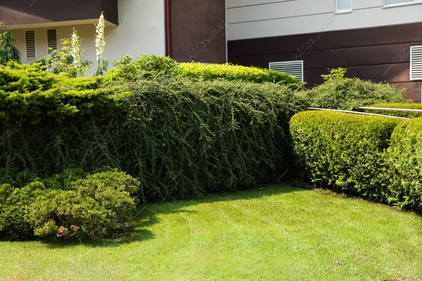 Photo of Beautiful green plants growing near private house. Landscape design