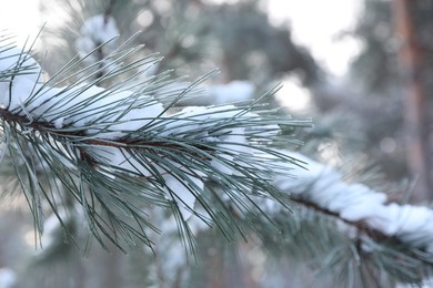 Snowy pine branch on blurred background, closeup. Winter forest