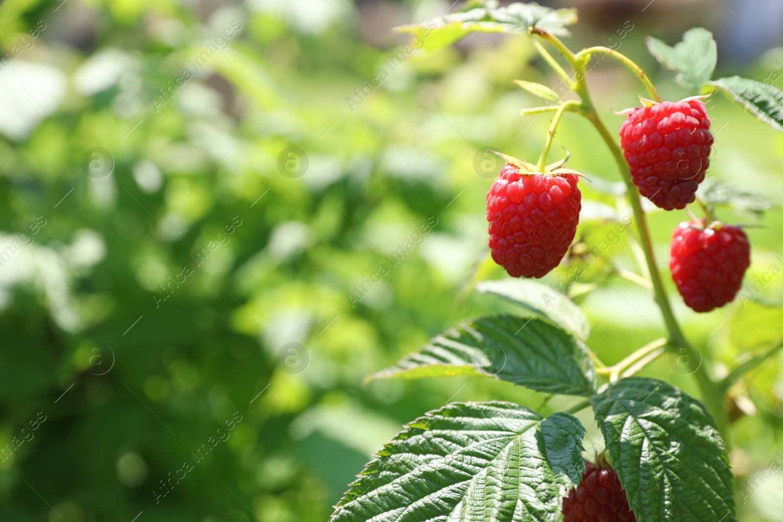 Photo of Red raspberries growing on bush outdoors, closeup. Space for text