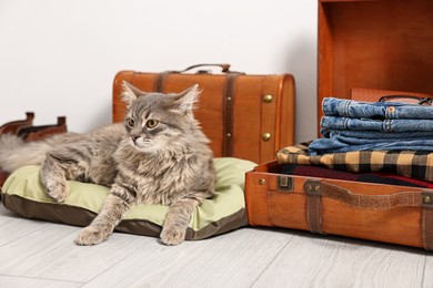 Photo of Travel with pet. Cat, clothes and suitcases indoors