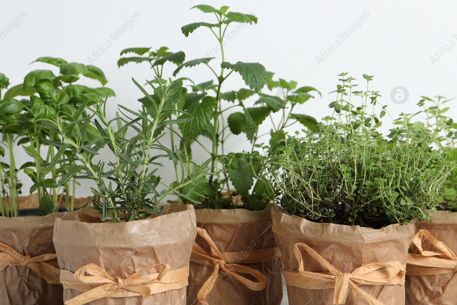 Photo of Different aromatic potted herbs on white background, closeup