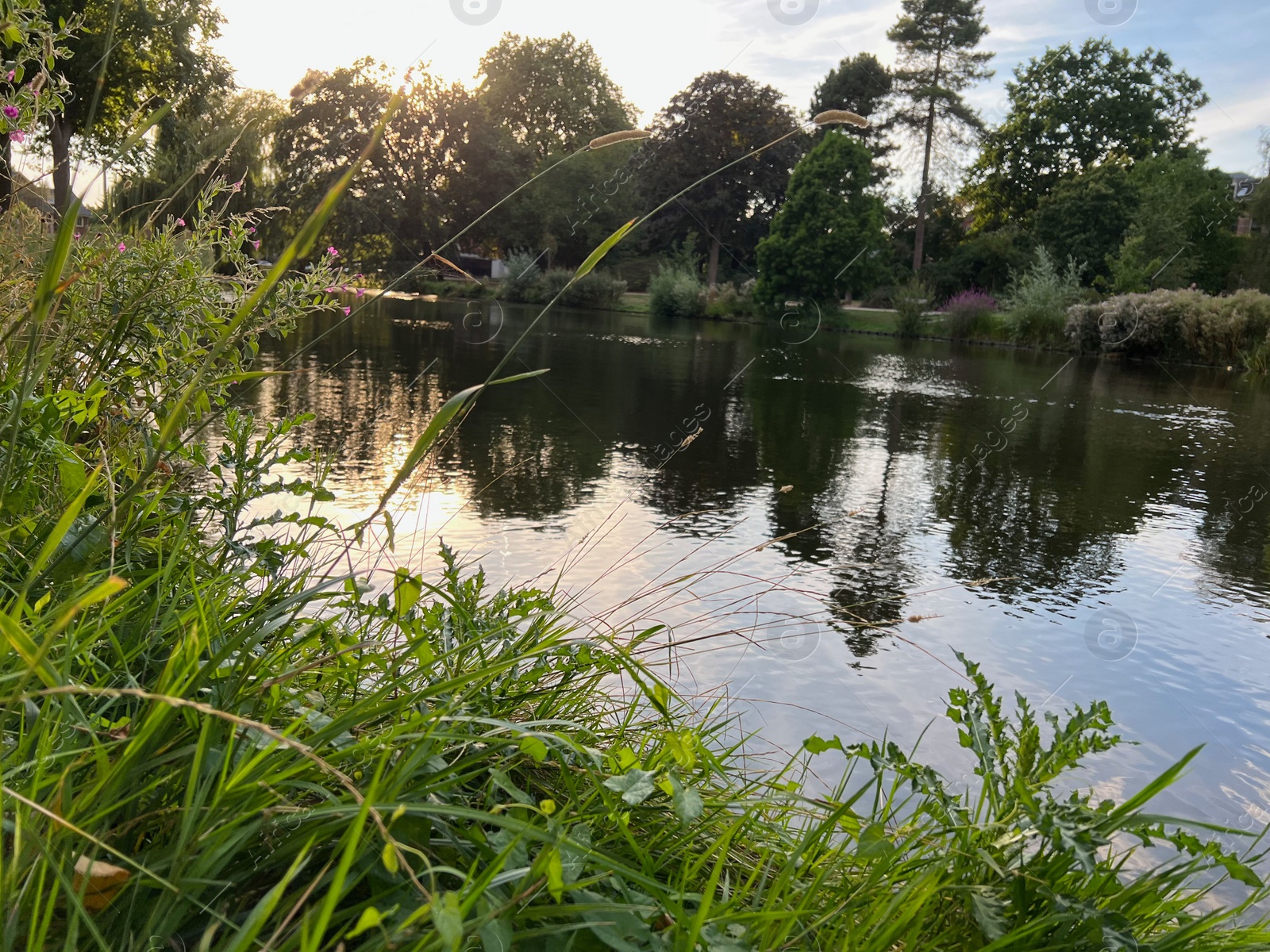 Photo of Beautiful view of different plants near lake on sunny day