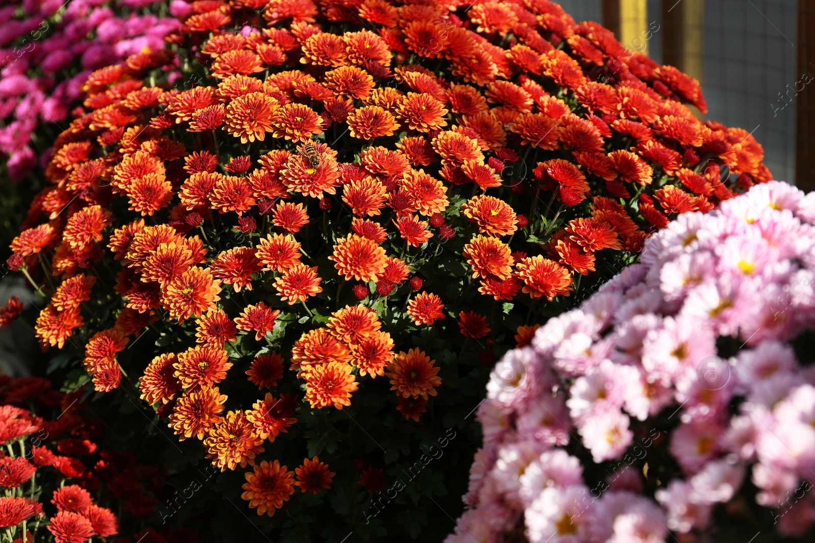 Photo of View of fresh beautiful colorful chrysanthemum flowers