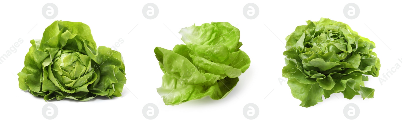 Image of Set of fresh butterhead lettuce on white background, different views