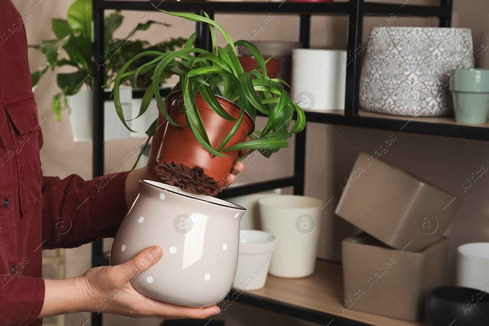 Photo of Woman putting houseplant into new pot indoors, closeup