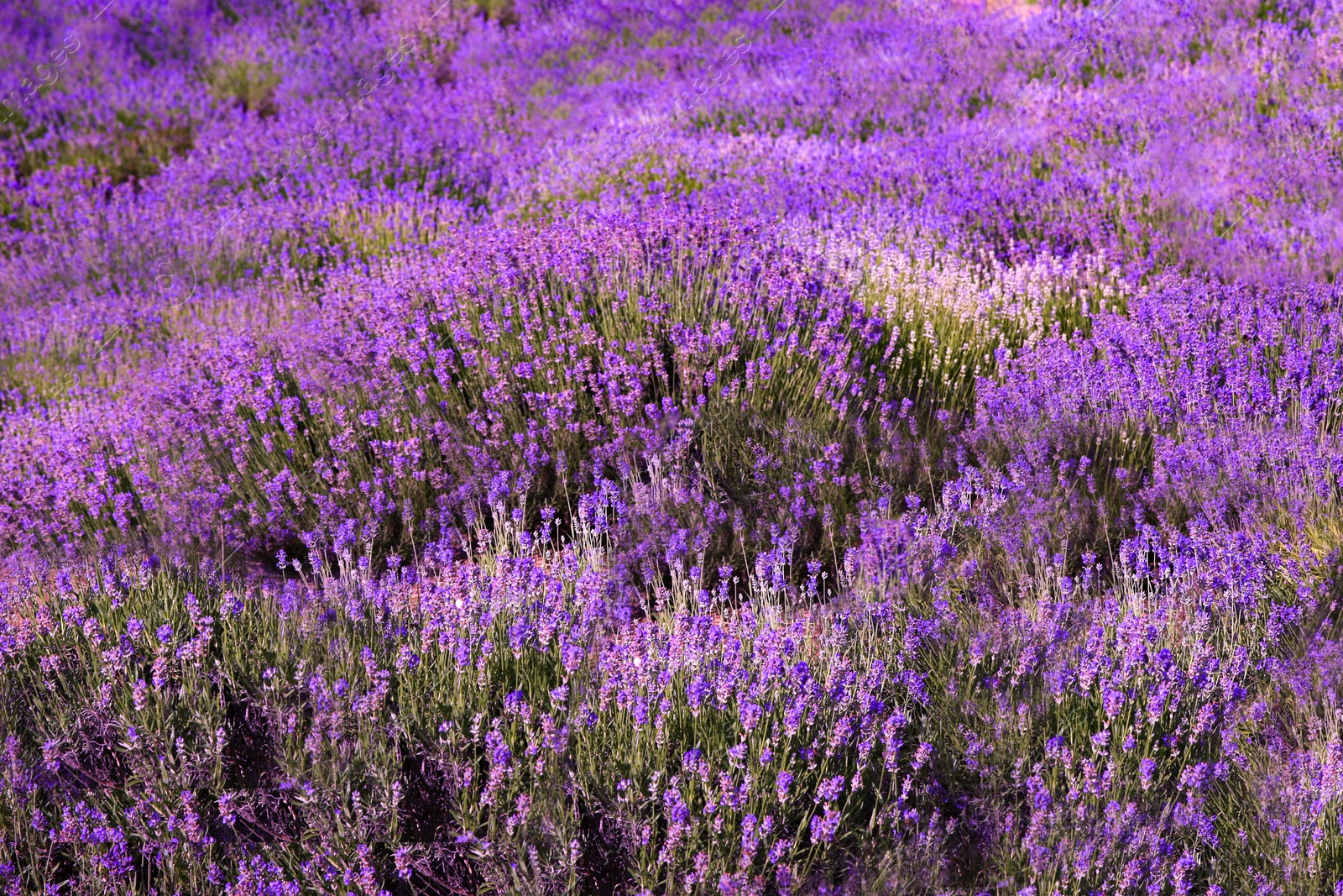 Photo of Beautiful lavender flowers growing in spring field