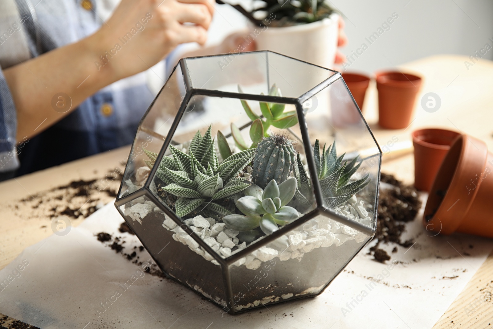 Photo of Woman and florarium with succulents at table, closeup. Transplanting home plants