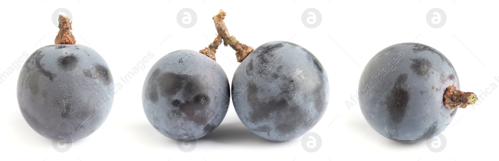 Image of Set of fresh grapes on white background. Banner design